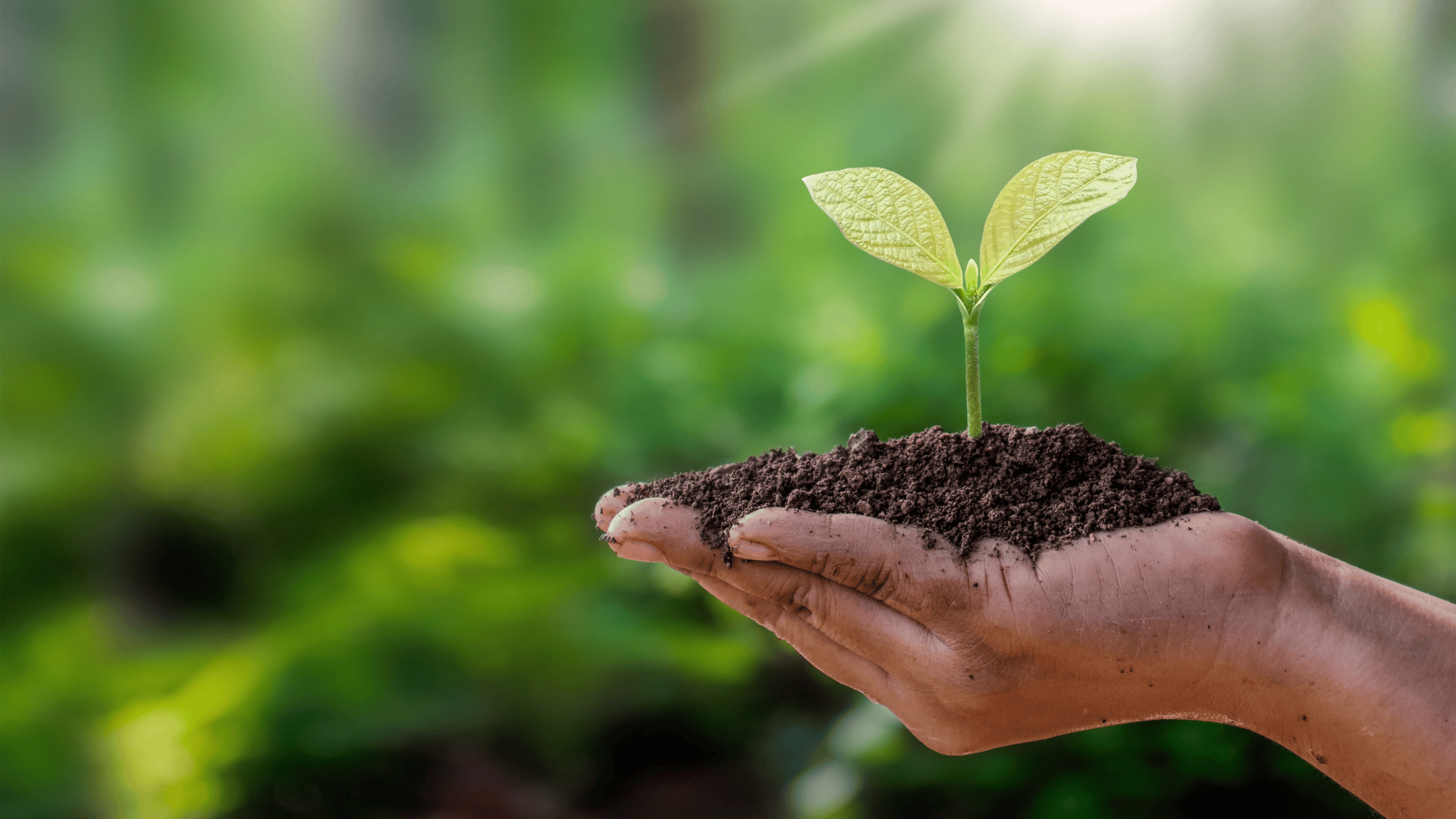 A seed plant in a hand