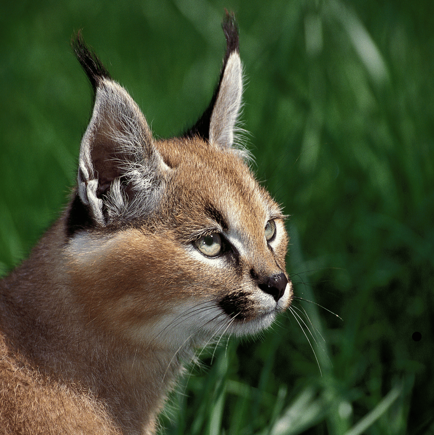 Caracal