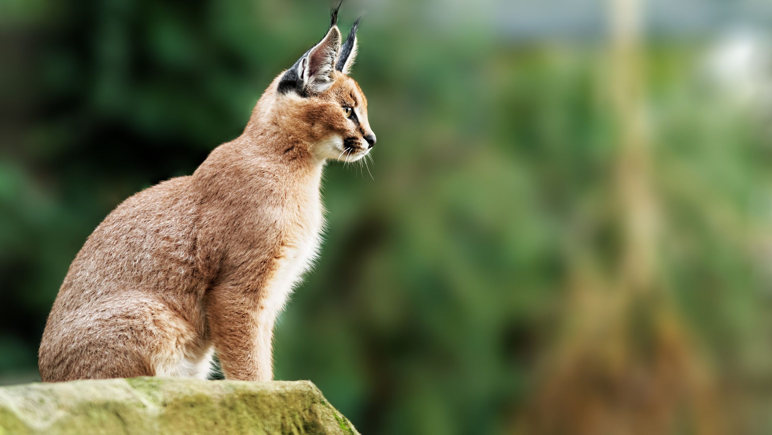 Caracal
